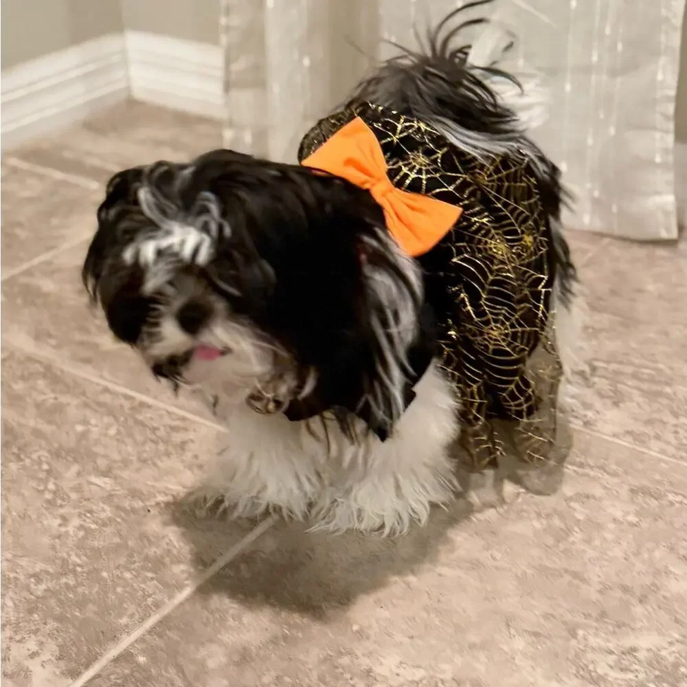 Spooky Chic Dog Costume with Orange Accent